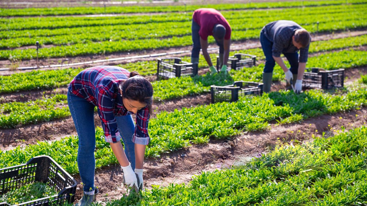 Cooperativas Agrícolas: O Que são, como funciona e seus benefícios