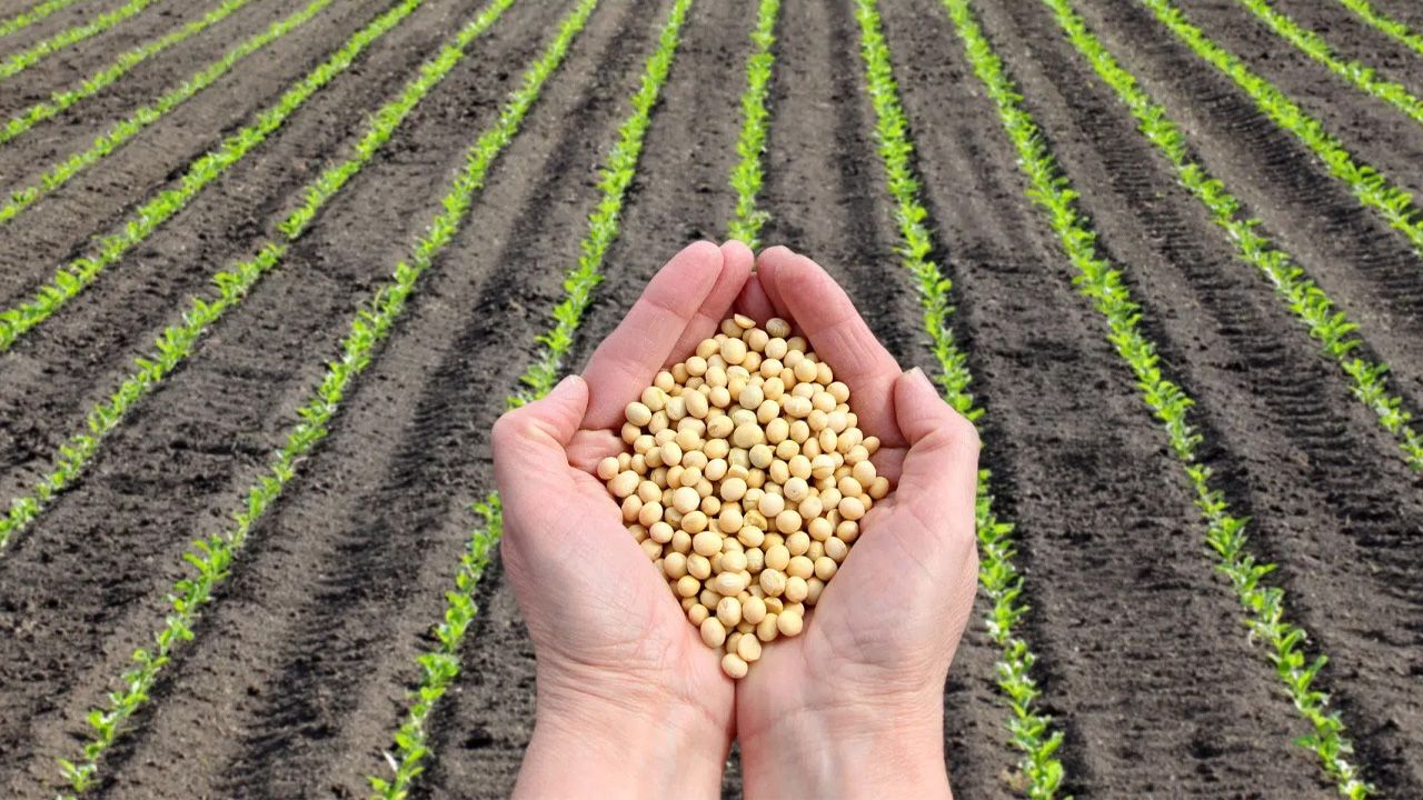 2025 à Vista: O acelerado crescimento da soja Brasileira